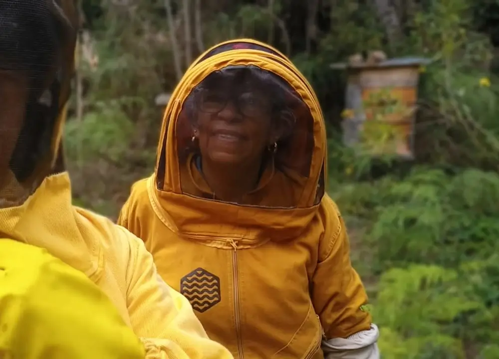 Primer plano de abejas en un panal